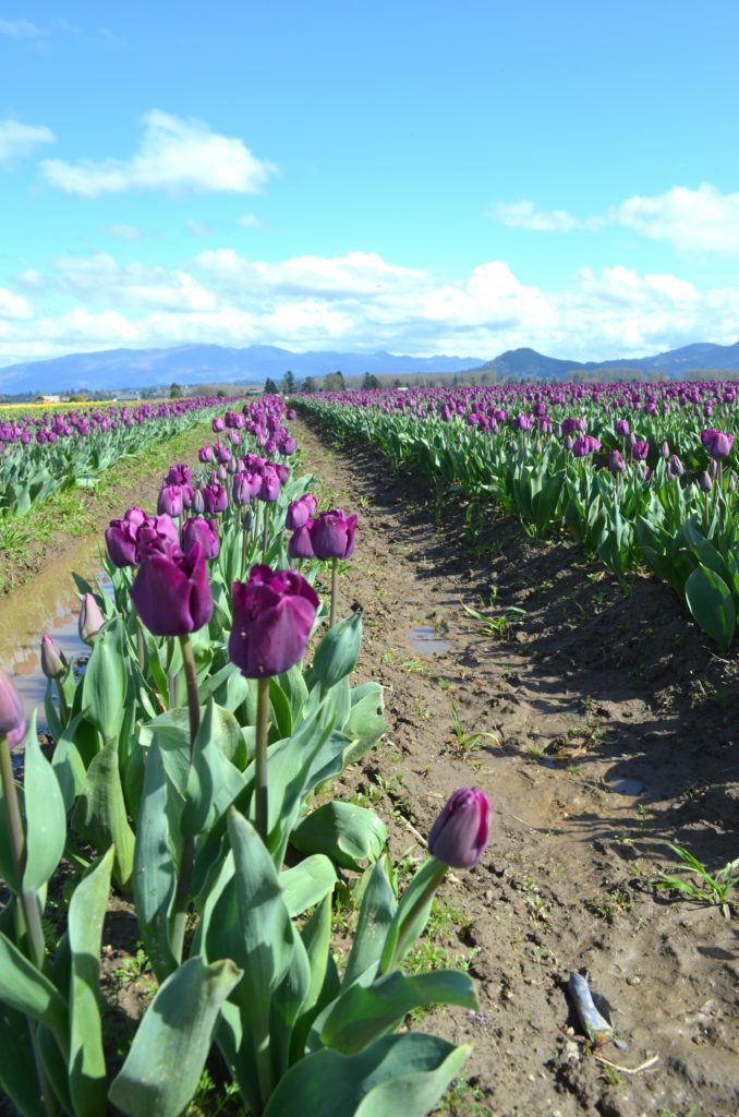 guide to the skagit valley tulip festival