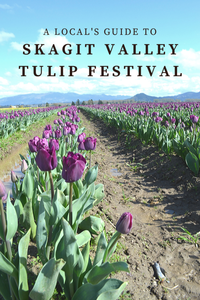 guide to skagit vallet tulip festival
