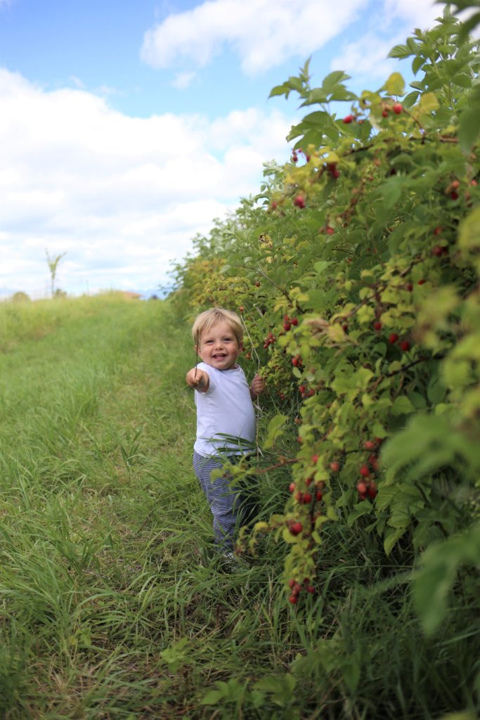 Are you looking for toddler-friendly summer activities in Whitefish, Montana? Have you considered berry picking as a kid-friendly summer activity? We went berry picking at Whitefish Stage Organic Farm and it was a hit! Berry picking with kids is great because they can snack as you pick berries to use later on. If you're in Whitefish Montana for vacation, make sure to stop at Whitefish Stage Organic Farms for a berry fun afternoon activity. #toddleractivities #toddlersummeractivities #kidfriendlyactivities