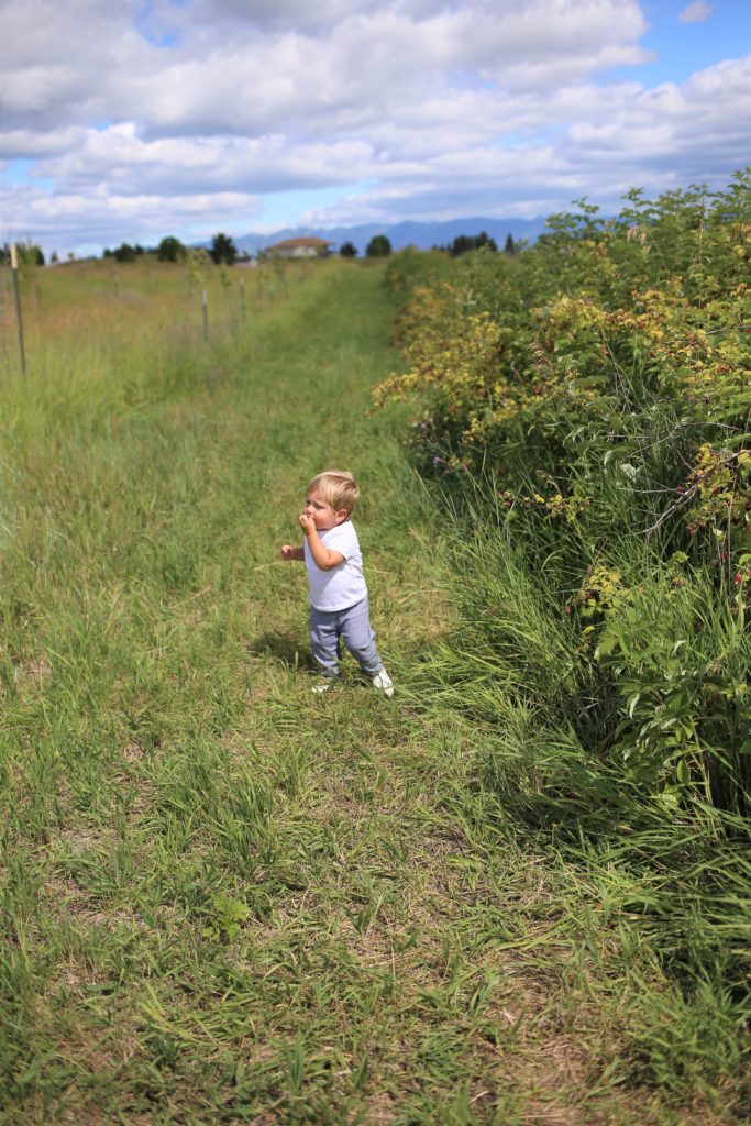 Are you looking for toddler-friendly summer activities in Whitefish, Montana? Have you considered berry picking as a kid-friendly summer activity? We went berry picking at Whitefish Stage Organic Farm and it was a hit! Berry picking with kids is great because they can snack as you pick berries to use later on. If you're in Whitefish Montana for vacation, make sure to stop at Whitefish Stage Organic Farms for a berry fun afternoon activity. #toddleractivities #toddlersummeractivities #kidfriendlyactivities