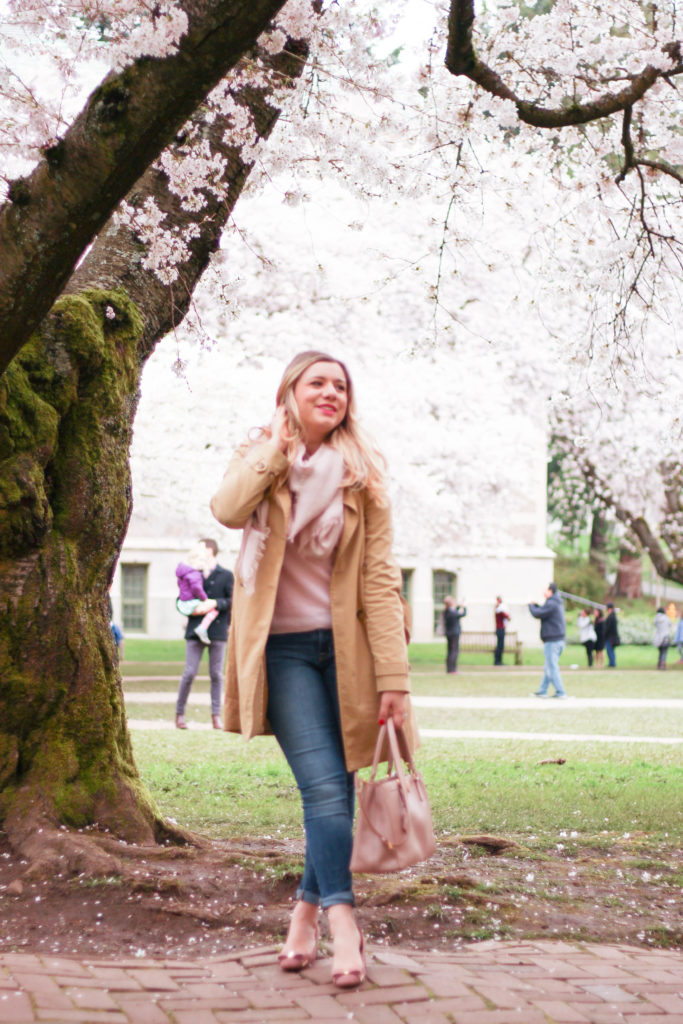 cherry blossoms - university of washington - seattle spring