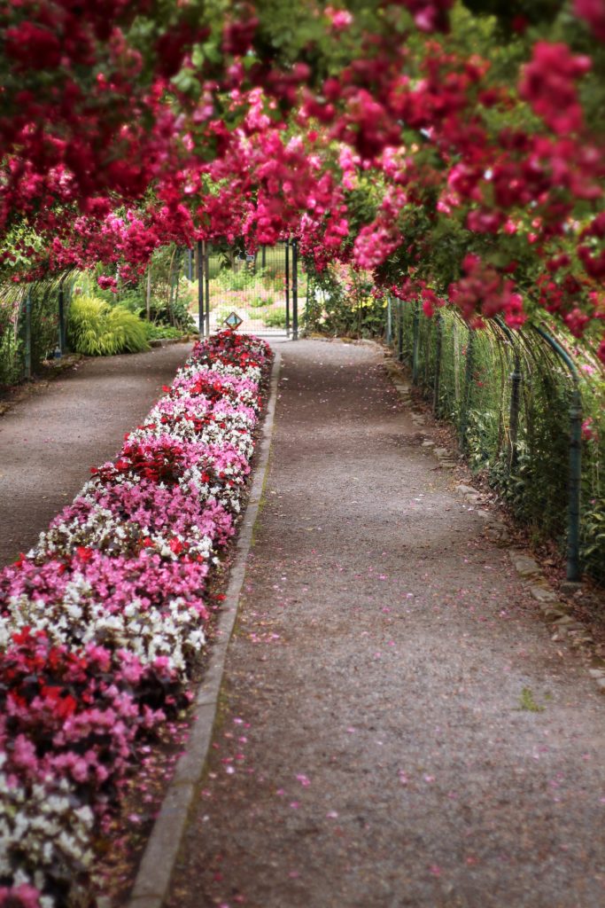 point defiance rose garden