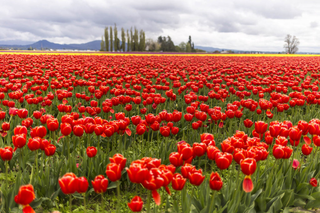 taking a step back - stepping back from blogging - mental health awareness - Skagit Valley Tulip Festivala