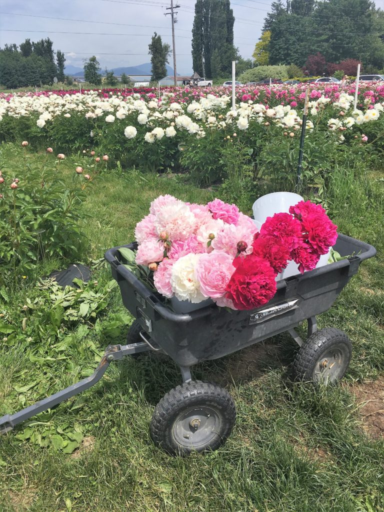 pure peonies flower farm - how to care for peonies - Northwest Blonde - Seattle style blog 