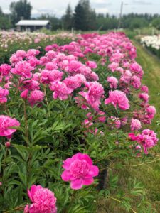pure peonies flower farm - how to care for peonies - Northwest Blonde - Seattle style blog