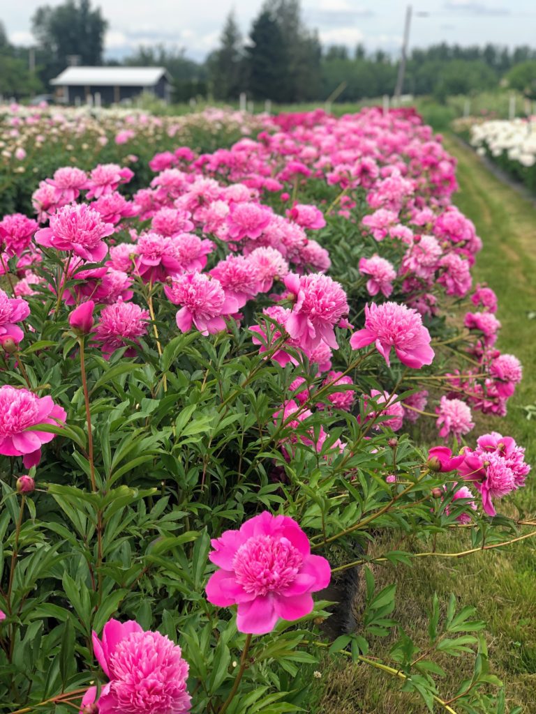 pure peonies flower farm - how to care for peonies - Northwest Blonde - Seattle style blog 