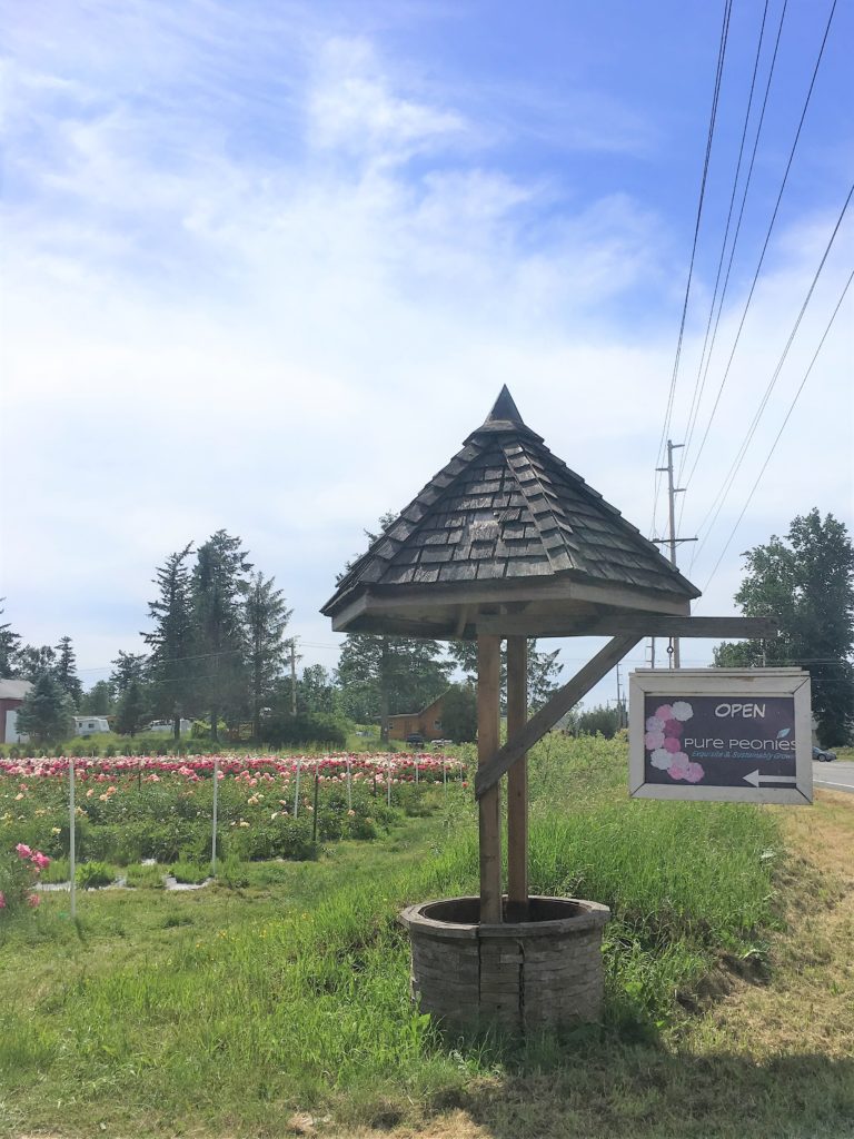 pure peonies flower farm - how to care for peonies - Northwest Blonde - Seattle style blog 