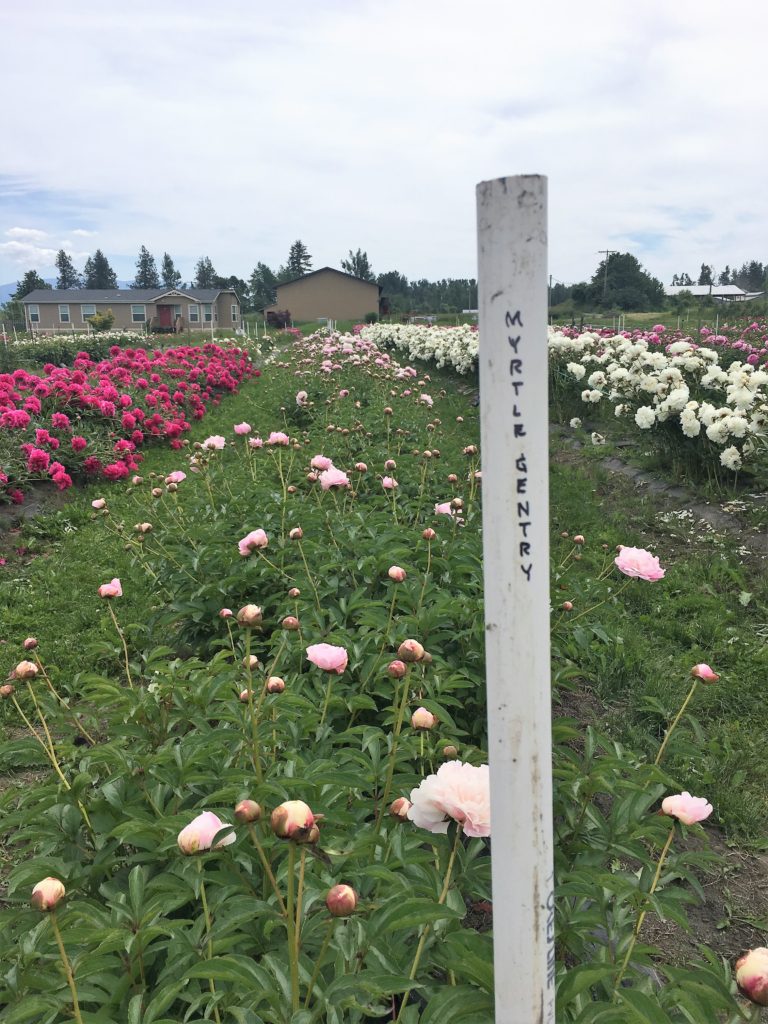 pure peonies flower farm - how to care for peonies - Northwest Blonde - Seattle style blog 