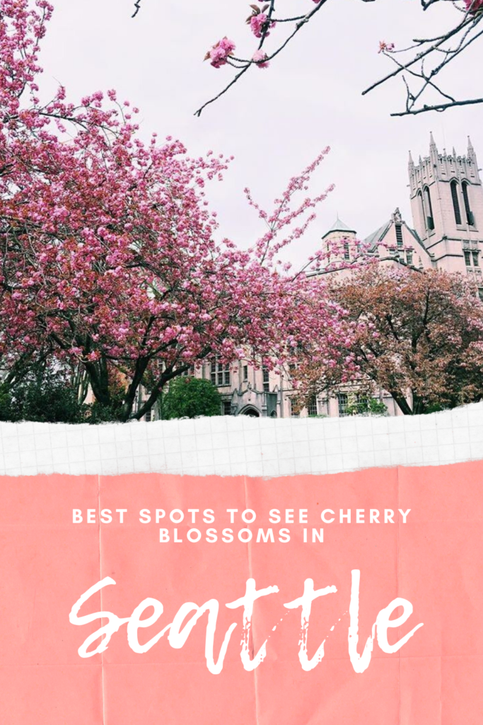 best cherry blossoms in seattle - northwest blonde 2