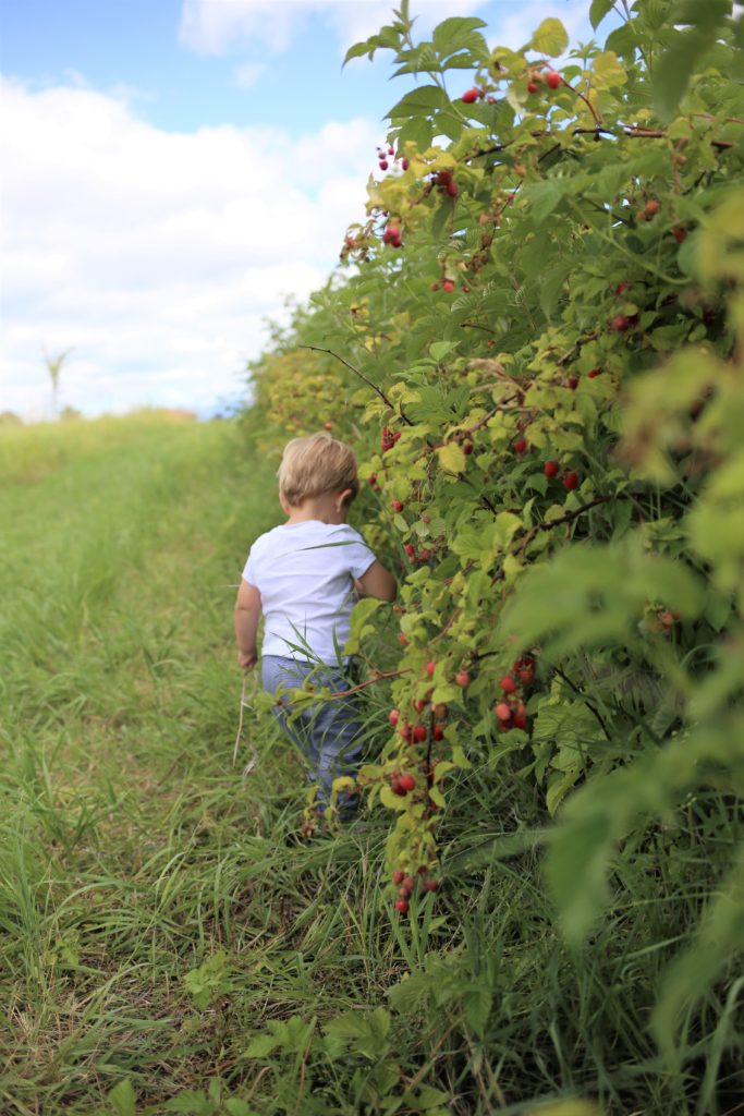 Are you looking for toddler-friendly summer activities in Whitefish, Montana? Have you considered berry picking as a kid-friendly summer activity? We went berry picking at Whitefish Stage Organic Farm and it was a hit! Berry picking with kids is great because they can snack as you pick berries to use later on. If you're in Whitefish Montana for vacation, make sure to stop at Whitefish Stage Organic Farms for a berry fun afternoon activity. #toddleractivities #toddlersummeractivities #kidfriendlyactivities