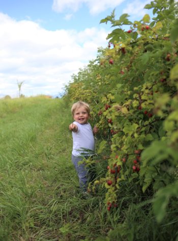 Are you looking for toddler-friendly summer activities in Whitefish, Montana? Have you considered berry picking as a kid-friendly summer activity? We went berry picking at Whitefish Stage Organic Farm and it was a hit! Berry picking with kids is great because they can snack as you pick berries to use later on. If you're in Whitefish Montana for vacation, make sure to stop at Whitefish Stage Organic Farms for a berry fun afternoon activity. #toddleractivities #toddlersummeractivities #kidfriendlyactivities