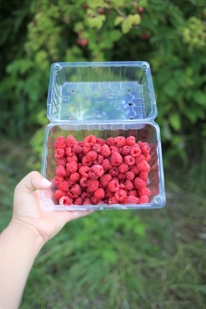 Are you looking for toddler-friendly summer activities in Whitefish, Montana? Have you considered berry picking as a kid-friendly summer activity? We went berry picking at Whitefish Stage Organic Farm and it was a hit! Berry picking with kids is great because they can snack as you pick berries to use later on. If you're in Whitefish Montana for vacation, make sure to stop at Whitefish Stage Organic Farms for a berry fun afternoon activity. #toddleractivities #toddlersummeractivities #kidfriendlyactivities