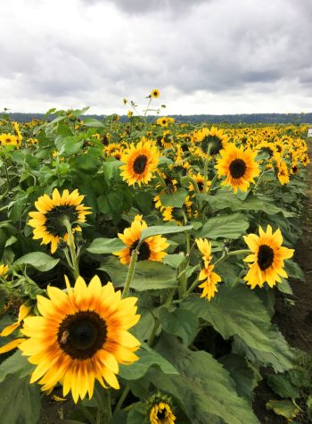 sunflower fields outside of Seattle