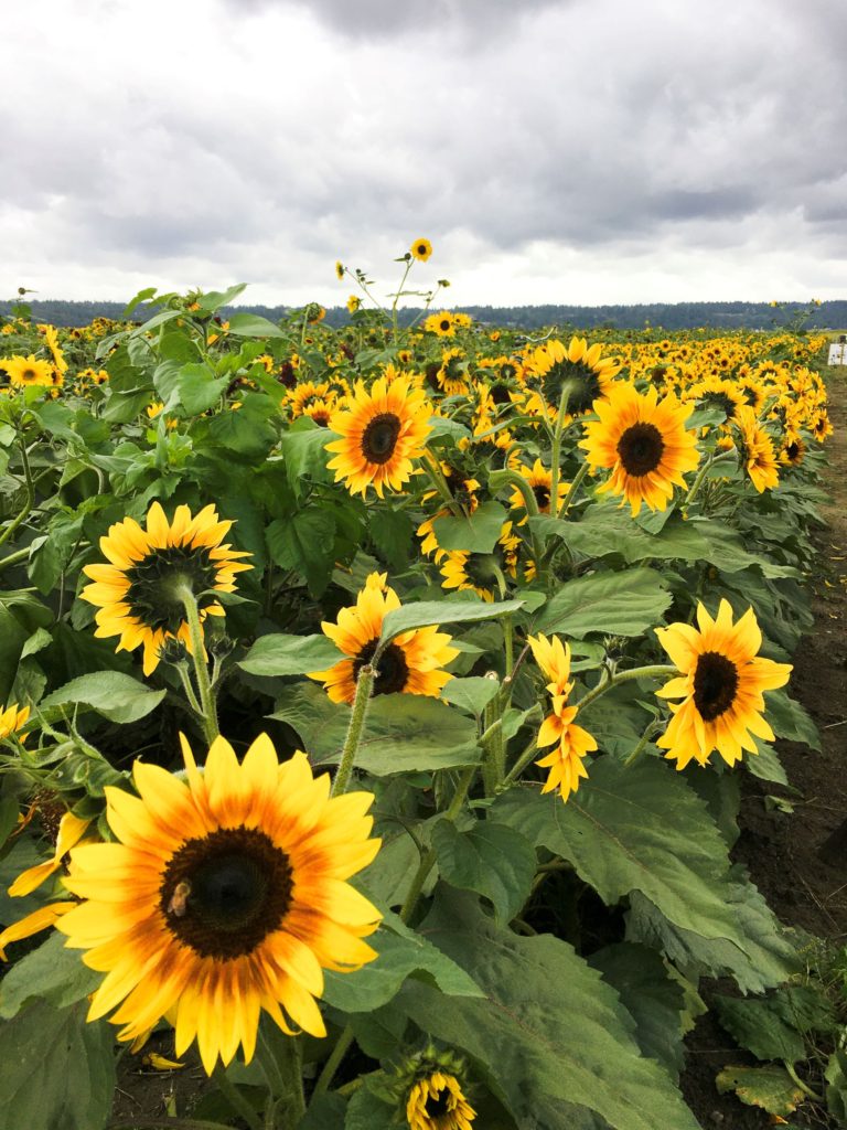 sunflower fields outside of Seattle