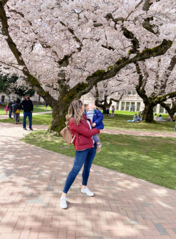 University of Washington quad cherry blossoms