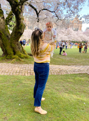 University of Washington cherry blossoms