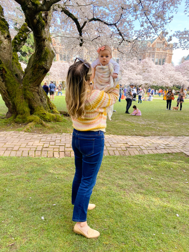 University of Washington cherry blossoms 